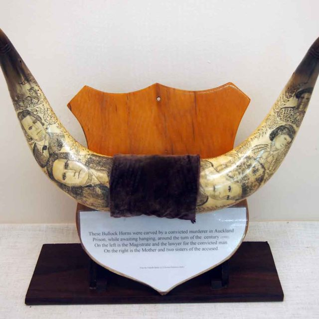 Scrimshaw Bullock Horns